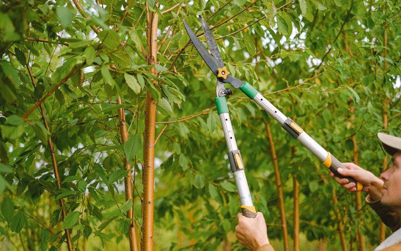 Tree trimming in Shickley, NE