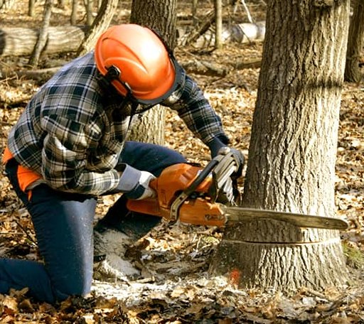 Tree Removal in Shickley, NE
